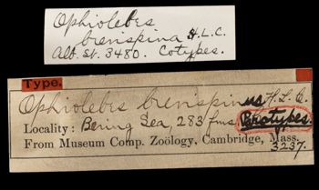 Media type: image;   Invertebrate Zoology OPH-3237 Aspect: labels